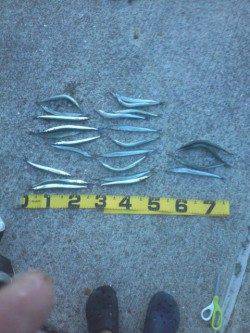 アジュール舞子　夜にウキ釣りでサバ　昼間はサヨリ！