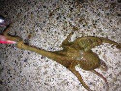 洲本　淡路旅行を兼ねての釣行♪ルアーでカマス最大29.5cmを30匹　タコの釣果も