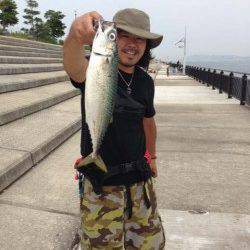 神戸空港、9時頃から地合いが始まりゴマ鯖 連続ヒット！