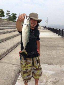 神戸空港、9時頃から地合いが始まりゴマ鯖 連続ヒット！