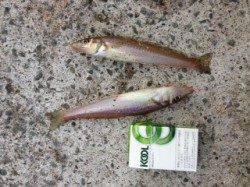 加太漁港　投げ釣り・遠投サビキでカマス・マダイ・サバ・アジ・イワシ・キス☆