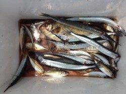 マリーナシティ海釣り公園　サビキでアジ・サヨリの釣果