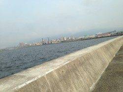 西宮浜でアジ入れ食い！サビキ釣果