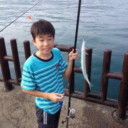 マリーナシティ海釣り公園　サビキでアジ＆サヨリ　朝一釣果