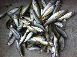 本荘人口島　サビキでアジ〜12cm56匹☆…