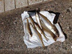 マリーナシティ海釣り公園　25cmのキスもあがってます♪