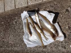 マリーナシティ海釣り公園　25cmのキスも…