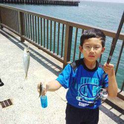 アジュール舞子　日中のサビキ釣りで豆アジ入れ食い　サヨリの姿も