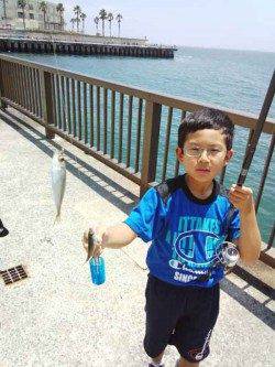 アジュール舞子　日中のサビキ釣りで豆アジ入れ食い　サヨリの姿も