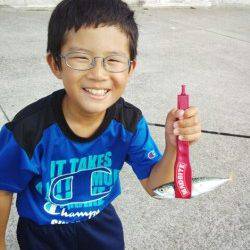 アジュール舞子　サビキで豆アジ・サヨリ仕掛けでサヨリもゲット