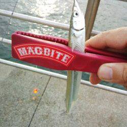 アジュール舞子　サビキで豆アジ・サヨリ仕掛けでサヨリもゲット