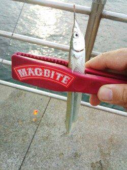 アジュール舞子　サビキで豆アジ・サヨリ仕掛けでサヨリもゲット