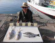 黒島の筏でのヤエン釣り、アオリ1.2kg