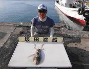 黒島の筏でのヤエン釣り、アオリ1.2kg