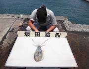 黒島の磯　エギングでアオリイカ