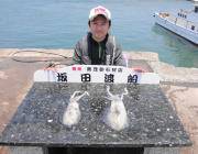 黒島の筏・磯でヤエン釣り　アオリとタコ