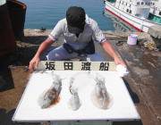 黒島の筏のアオリ　エギングやウキ釣りでも♪…