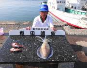 アオリ1.2kgはじめてのヤエンでゲット！