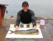 黒島の磯でのルアー釣り　シイラ、イイサイズが出ています！