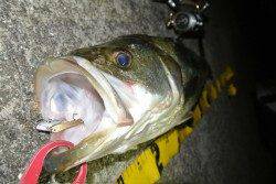 大阪南港、シーバスの釣果