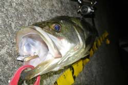 大阪南港、シーバスの釣果