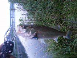 久々子でシーバスルアーゲーム　自己記録更新です！