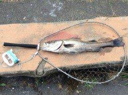 久々子でシーバスルアーゲーム　自己記録更新です！