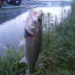 久々子でシーバスルアーゲーム　自己記録更新です！