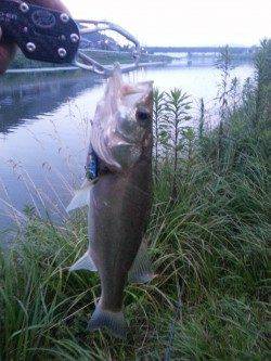 久々子でシーバスルアーゲーム　自己記録更新です！