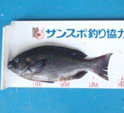 野原の磯でグレ37.8cm、エサはボイル
