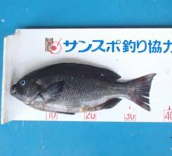 野原の磯でグレ37.8cm、エサはボイル