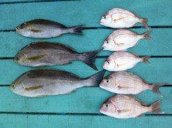 沖一文字外向き、カゴ釣りでイサギ