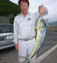 神谷沖一文字　ノマセ釣りでシイラ75cm　タモ入れ中のバラシも