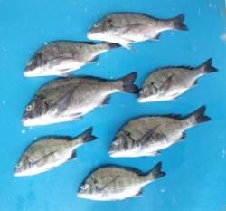 千歳イカダ　オキアミ・アケミ貝でチヌ