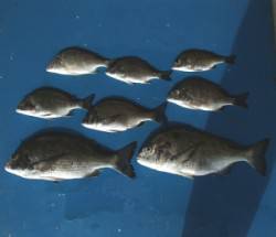 日引イカダ　チヌ42.2cmを頭に8匹