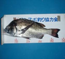 若狭本郷の湾内地磯でチヌ48.1cmの釣果…