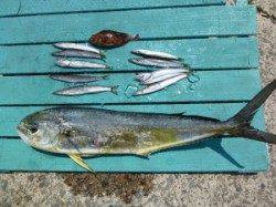 神谷沖一文字　ルアーでシイラ＆カマス