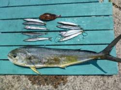 神谷沖一文字　ルアーでシイラ＆カマス