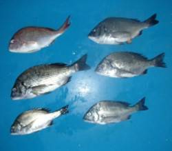 青井イカダでチヌ３６cmを頭に５匹とマダイ…