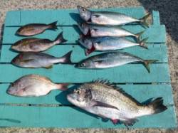 神谷沖一文字でカゴ釣り　魚種多様に釣れてい…