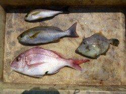 沖一文字でカゴ釣り　マダイにイサキにカワハギに