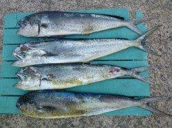 12本中大半飲ませ釣りでした、沖一文字でシイラ！