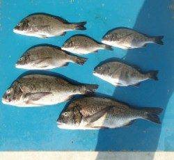 青井イカダで年無し含むチヌ7匹の釣果