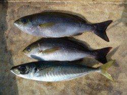 神谷沖一文字　カゴ釣りでイサギ＆丸アジ