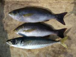 神谷沖一文字　カゴ釣りでイサギ＆丸アジ