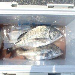 大丹生のイカダでチヌ30＆33cmチヌ