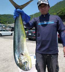 神谷一文字　ルアーでシイラ〜80cm2匹