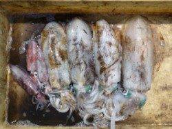 神谷工場裏の波止　エギングでアオリイカ4ハイ