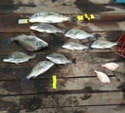 青井イカダ　チヌ〜50cm9匹の釣果