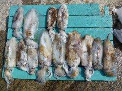 神谷沖一文字　ヤエン＆エギングでアオリイカ13ハイ　3人の釣果